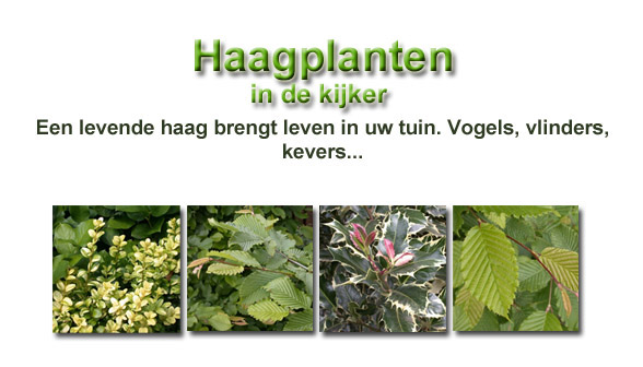 Haagplanten